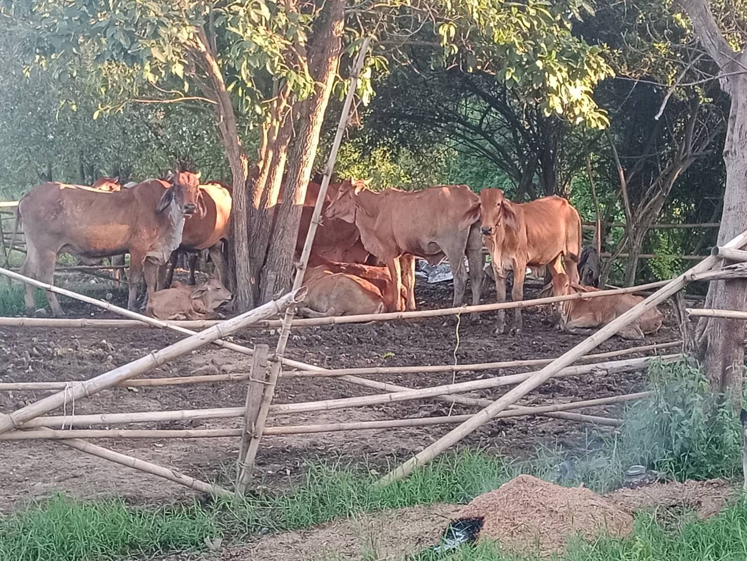 583082281 1443779807757473 8531431319748961077 n