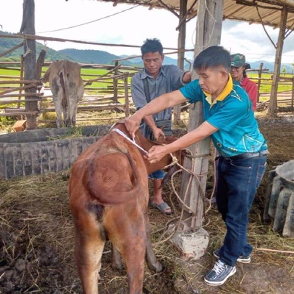 สำนักงานปศุสัตว์อำเภอดอกคำใต้ จังหวัดพะเยา ตรวจติดตามโค โครงการธนาคารโค-กระบือ เพื่อเกษตรกรตามพระราชดำริ