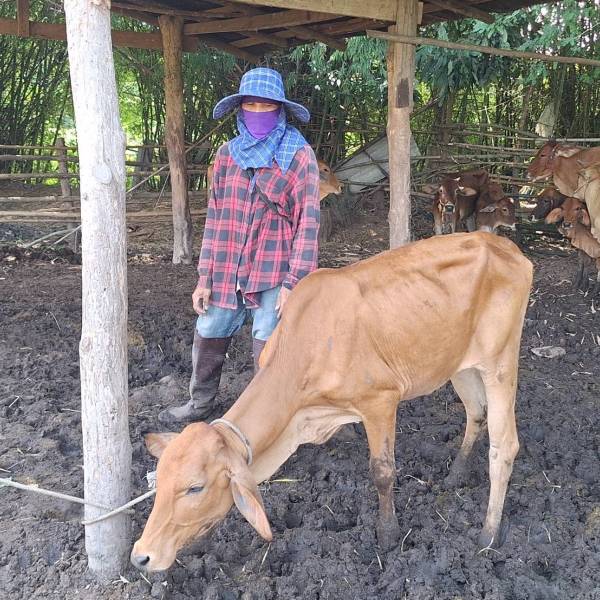 สำนักงานปศุสัตว์อำเภอภูกามยาว จังหวัดพะเยา ตรวจเยี่ยมเกษตรกรและติดตามโค กระบือ โครงการธนาคารโค-กระบือ เพื่อเกษตรกรตามพระราชดำริ