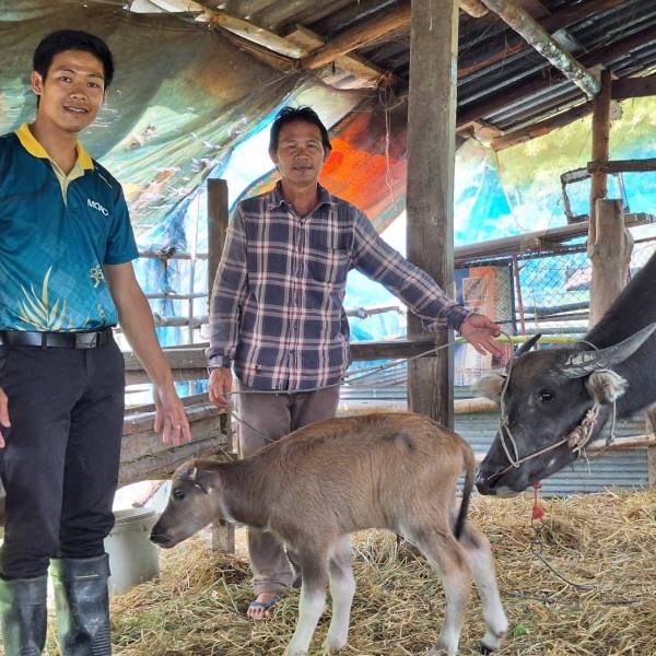 สำนักงานปศุสัตว์อำเภอจุน จังหวัดพะเยา ตรวจติดตามโครงการธนาคารโค-กระบือ เพื่อเกษตรกรตามพระราชดำริ