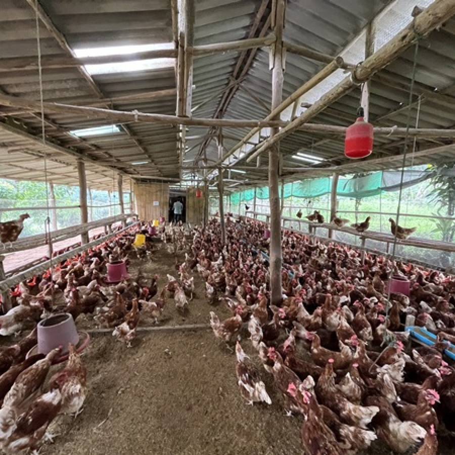 ปศุสัตว์เขต 5 ตรวจรับรองระบบการผลิตไก่ไข่และไข่ไก่อินทรีย์ #ฟาร์มเครื่อข่ายบริษัท ฮิลไทรบ์ ออร์แกนนิคส์ จำกัด