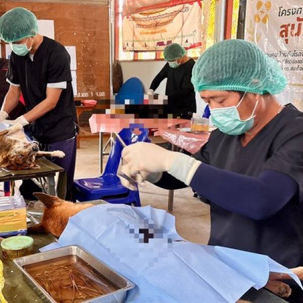 ปศุสัตว์จังหวัดแม่ฮ่องสอน ดำเนินโครงการเร่งรัดผ่าตัดทำหมันสุนัขและแมว เพื่อควบคุมป้องกันโรคพิษสุนัขบ้าในพื้นที่เสี่ยง จังหวัดแม่ฮ่องสอน ปีงบประมาณ พ.ศ. 2569