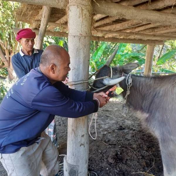 สำนักงานปศุสัตว์อำเภอเมืองแม่ฮ่องสอนลงพื้นที่ให้บริการฉีดวัคซีนและติดเบอร์หู ภายใต้โครงการระดมสำรวจขึ้นทะเบียนโค–กระบือในพื้นที่ชายแดน
