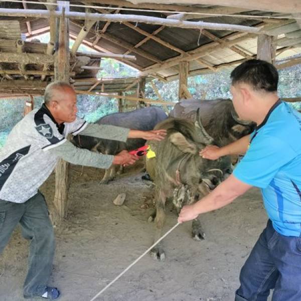 สำนักงานปศุสัตว์อำเภอเมืองแม่ฮ่องสอนลงพื้นที่ให้บริการฉีดวัคซีนและติดเบอร์หู ภายใต้โครงการระดมสำรวจขึ้นทะเบียนโค–กระบือในพื้นที่ชายแดน